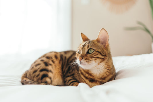 猫を飼っている空間でアロマを使っても大丈夫?